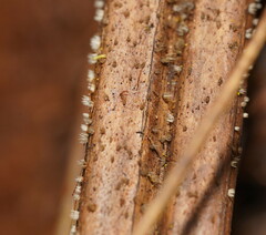 Hispidula dicksoniae