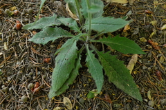Hieracium lachenalii