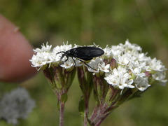 Dilophus
