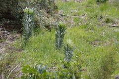 Leucadendron argenteum