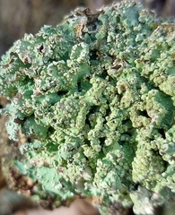 Punctelia jeckeri