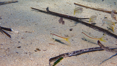 Mullus barbatus