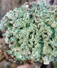 Punctelia jeckeri