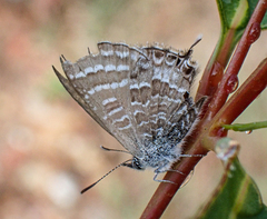 Theclinesthes