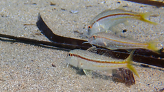 Mullus barbatus