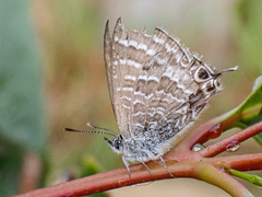 Theclinesthes