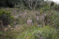 Erica mauritanica