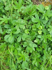 Potentilla recta
