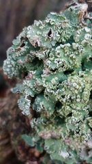 Punctelia jeckeri