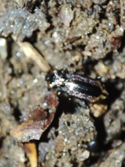 Notiophilus quadripunctatus