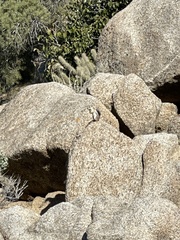 Ammospermophilus leucurus