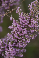 Erica mauritanica