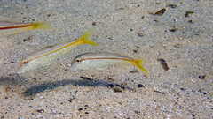 Mullus barbatus