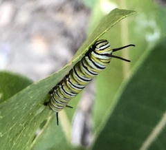 Danaus plexippus