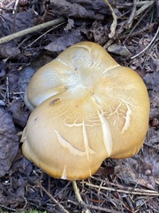 Tricholoma saponaceum