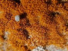 Trentepohlia aurea