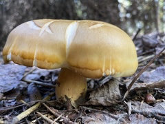 Tricholoma saponaceum