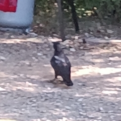 Corvus
