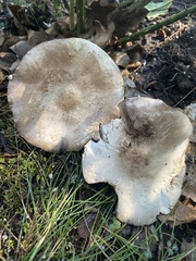 Pseudochitonia