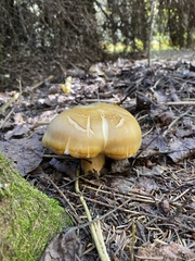 Tricholoma saponaceum
