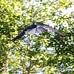 Corvus