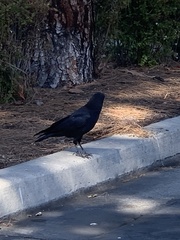 Corvus brachyrhynchos