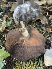 Pseudochitonia