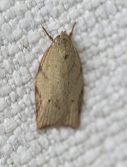 Euchaetis inceptella