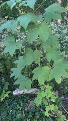 Kalopanax septemlobus