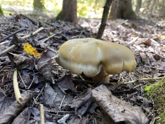 Tricholoma saponaceum
