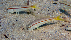 Mullus barbatus