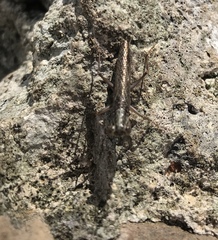 Mantoida