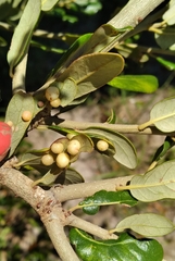 Belonocnema treatae