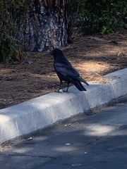 Corvus brachyrhynchos