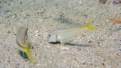 Mullus barbatus