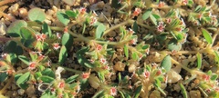 Euphorbia setiloba