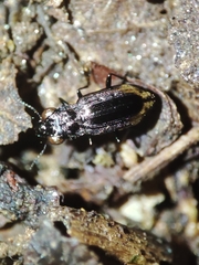 Notiophilus quadripunctatus
