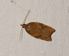 Acleris rhombana