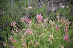 Astragalus monspessulanus
