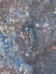 Pachygrapsus