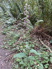 Epipactis