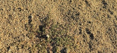 Euphorbia setiloba