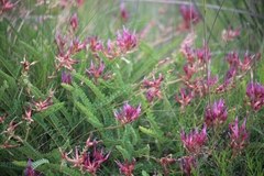 Astragalus monspessulanus