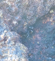 Pachygrapsus