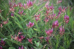 Astragalus monspessulanus
