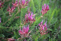 Astragalus monspessulanus