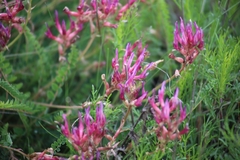 Astragalus monspessulanus