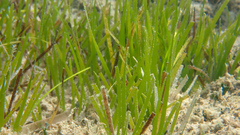 Cymodocea nodosa