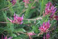 Astragalus monspessulanus