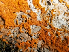 Trentepohlia aurea